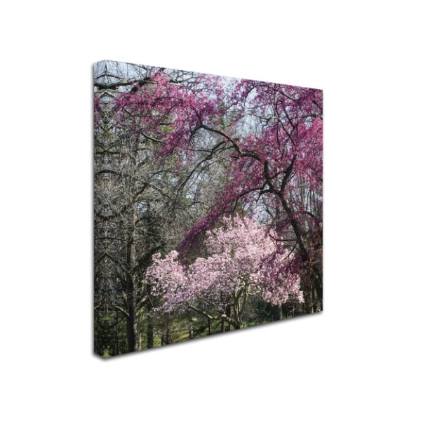 Kurt Shaffer 'Mauve And Pink Flowering Trees Of Spring' Canvas Art,18x18